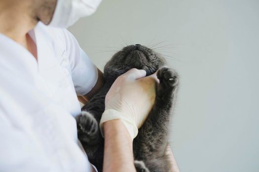 A veterinarian examines a gray cat. Scottish fold cat at a reception in a veterinary clinic. A beautiful grey cat in the hands of a veterinarian.