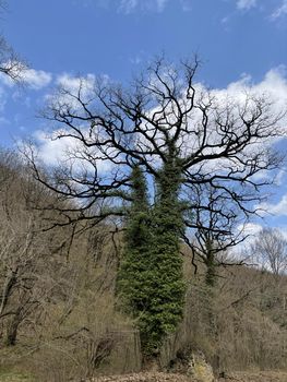 Large flowering tree in mountainous terrain. Fabulously beautiful tree blooms on hilly area in springtime