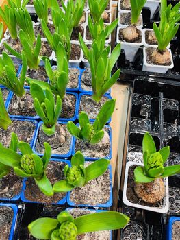 Close up of seedlings in small containers. Hyacinth saplings in plastic trays. Concept of gardening