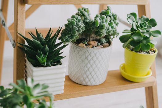 Three beautiful room succulents on a wooden shelf. Succulents in ceramic pots of white, gray and yellow flowers.