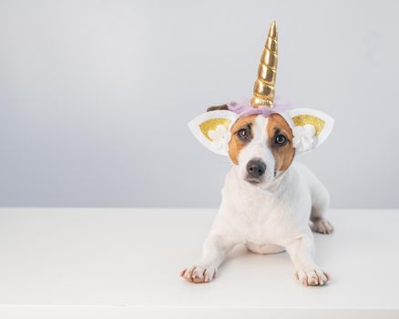 Cute jack russell terrier dog in unicorn headband on white background. Copy space.