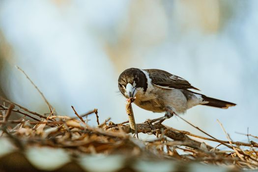 Gray Butcherbird eating a lizard. High quality photo