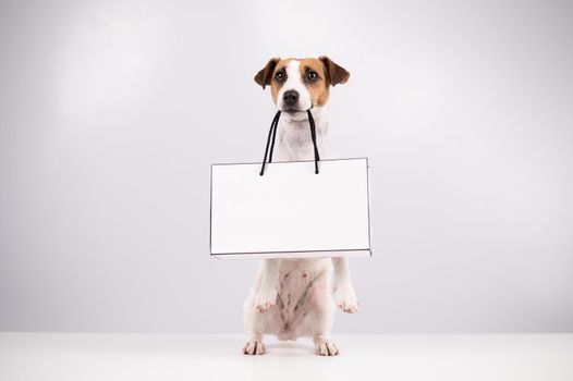 Jack russell terrier dog holding a paper bag on a white background. Shopping