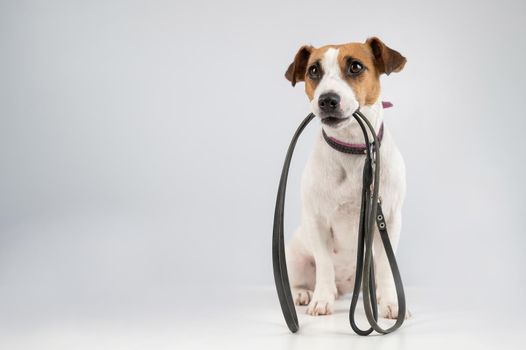 Jack russell terrier dog holding a leash on a white background