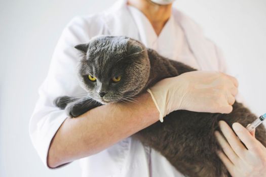 A beautiful grey cat in the hands of a veterinarian. Scottish fold cat at a reception in a veterinary clinic. A veterinarian examines a gray cat.