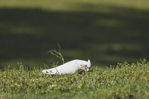 White Corella grazing on green grass. High quality photo