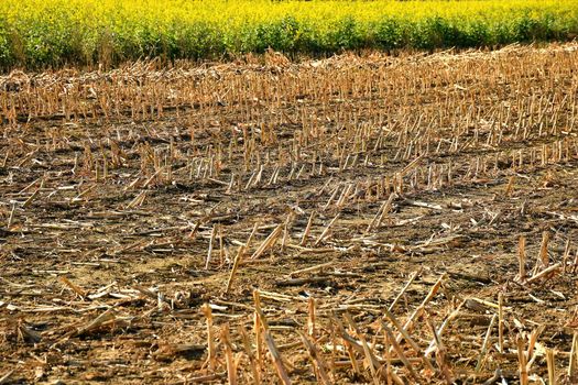 stubble field with mustard cultivation in the background