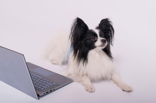 Smart dog papillon breed works at a laptop on a white background. Continental Spaniel uses a wireless computer