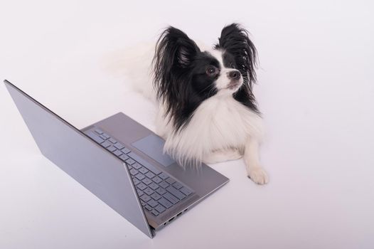 Smart dog papillon breed works at a laptop on a white background. Continental Spaniel uses a wireless computer