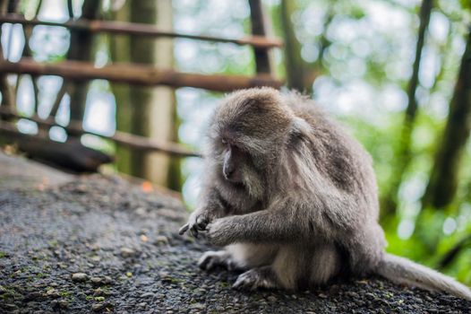 Monkeys in the monkey forest, Bali, Indonesia