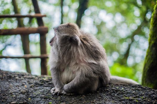 Monkeys in the monkey forest, Bali, Indonesia