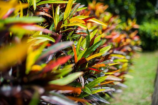 Nature Bali, Indonesia, tropical plants trees shoots