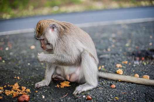 Monkeys in the monkey forest, Bali, Indonesia