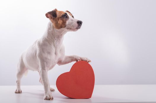 Jack Russell Terrier next to a heart-shaped box on a white background. A dog gives a romantic gift on a date.