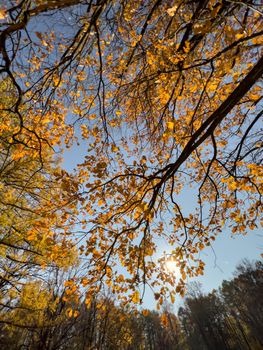 The path in the autumn park, yellow leaves on trees and on the ground, long shadows of trees, walking people, sunbeams of the sun,. High quality photo
