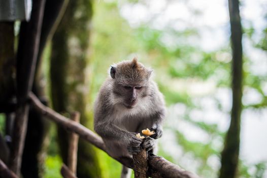 Monkeys in the monkey forest, Bali, Indonesia