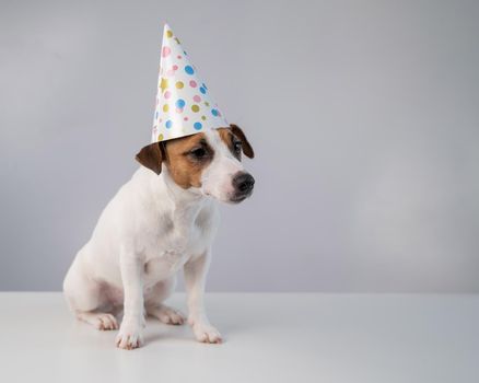 Dog in a birthday hat on a white background. Jack russell terrier is celebrating an anniversary.