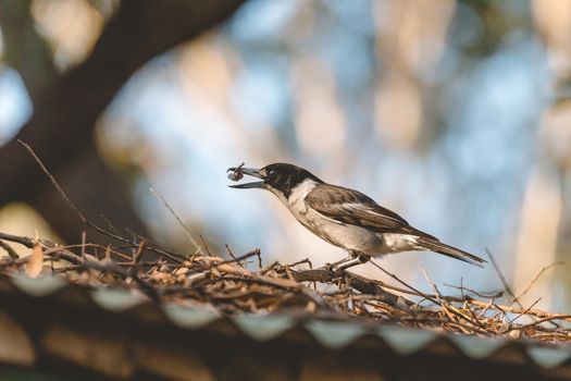 Gray Butcherbird eating a lizard. High quality photo