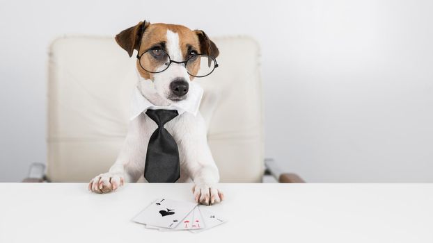 Jack russell terrier dog with glasses and tie plays poker. Addiction to gambling card games