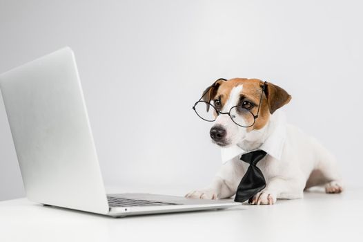 Jack russell terrier dog in glasses and tie works on laptop on white background