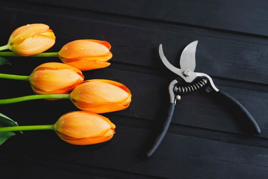 Freshly cut orange tulips. Garden tool. Secateur with black rubberized handles.