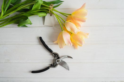 A bouquet of spring flowers is cut by a secateur. A bouquet of delicate tulips and a garden tool. Freshly cut orange tulips.