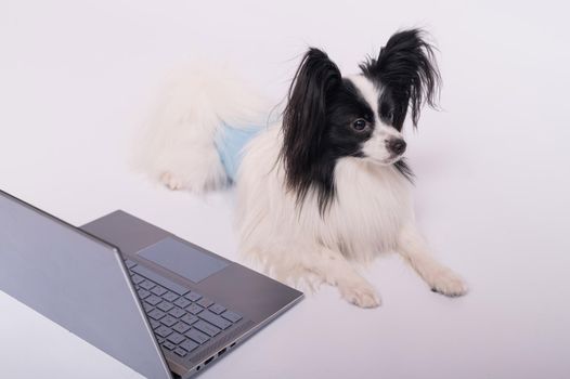 Smart dog papillon breed works at a laptop on a white background. Continental Spaniel in a protective belt for dogs from the territory mark uses a wireless computer