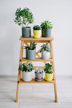 Many indoor plants in white, gray and yellow pots stand on a wooden shelf. Beautiful succulents.