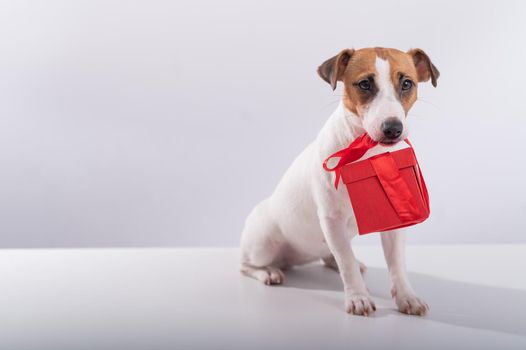 Portrait of a cute dog jack russell terrier holding a gift box in his mouth on a white background