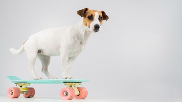 Dog on a penny board on a white background. Jack Russell Terrier rides a skateboard in the studio