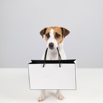 Jack russell terrier dog holding a paper bag on a white background. Shopping