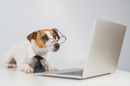 Jack russell terrier dog in glasses and tie works on laptop on white background