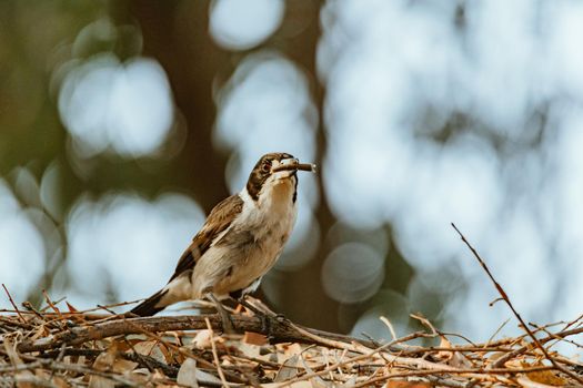 Gray Butcherbird eating a lizard. High quality photo