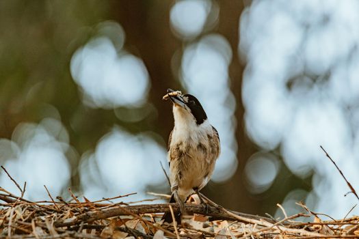 Gray Butcherbird eating a lizard. High quality photo