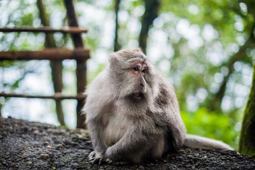 Monkeys in the monkey forest, Bali, Indonesia