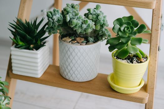 Three beautiful room succulents on a wooden shelf. Succulents in ceramic pots of white, gray and yellow colors.