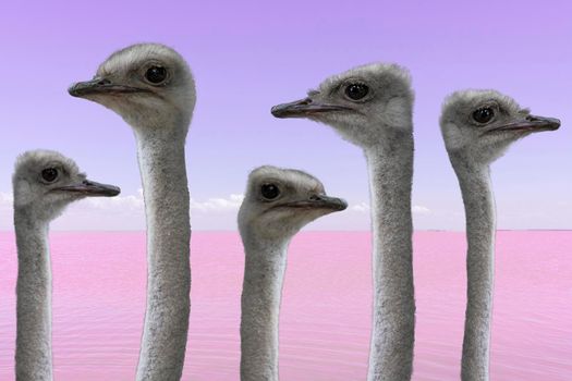 ostriches on the background of a beautiful pink seascape.