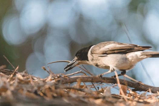 Gray Butcherbird eating a lizard. High quality photo