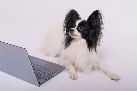 Smart dog papillon breed works at a laptop on a white background. Continental Spaniel uses a wireless computer