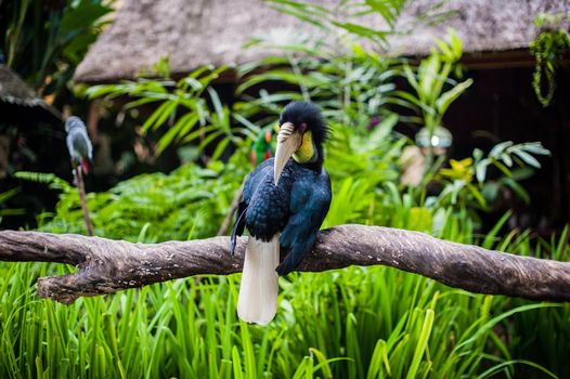 Birds in the museum Blanco, Bali, Indonesia