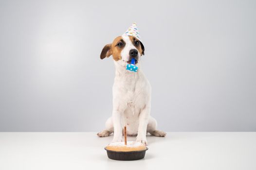 Funny dog Jack Russell Terrier dressed in a birthday cap holding a whistle on a white background. The puppy sits at the table in front of the Candle Pie.