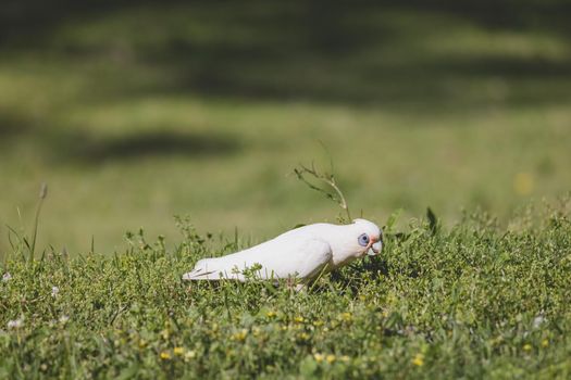 White Corella grazing on green grass. High quality photo