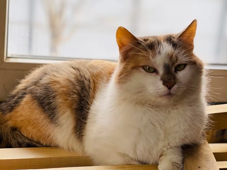 The cat is resting near the window, at home. Cute cat lies at the window and rests at home on a quiet day.