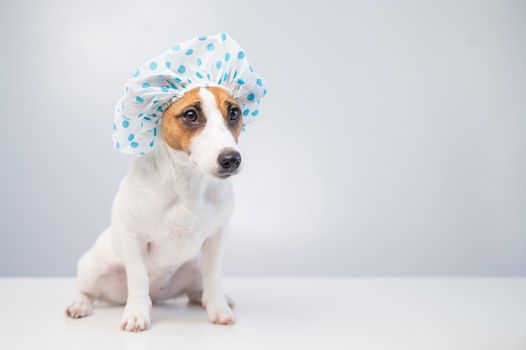 Funny friendly dog jack russell terrier takes a bath with foam in a shower cap on a white background. Copy space.