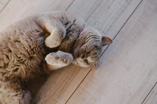 A gray cat lies on a laminate. The cat sits on his back on the floor. Thoroughbred scottish straight-eared cat.