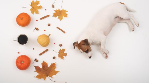 The dog lies next to the autumn flat lei. Pumpkins and maple leaves viburnum and cinnamon and acorns on a white background.