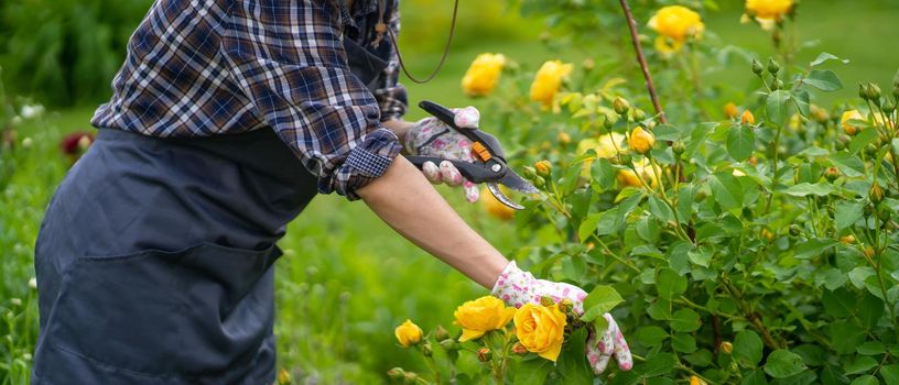 A woman is involved in gardening and farming, a gardener in an apron and a plaid shirt with a pruner cuts a branch of a lush bush with yellow roses in his garden on a sunny summer day.