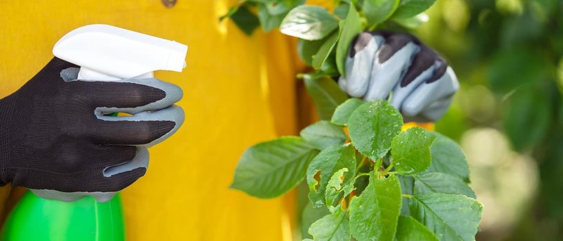 A girl sprays plants against disease, pesticide treatment..A gloved hand treats the leaves with pesticides to cure the illness, close up.