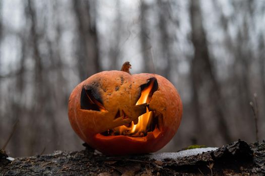 Scary pumpkin with tongues of flame in a dense forest. Jack o lantern for halloween.