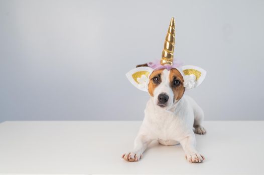 Cute jack russell terrier dog in unicorn headband on white background. Copy space.